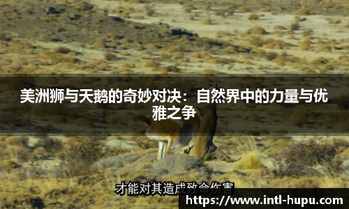 虎扑电竞官网